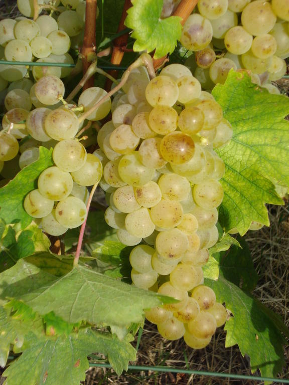 סנטו סטפאנו בלבו Agriturismo Cascina L'Arche מראה חיצוני תמונה