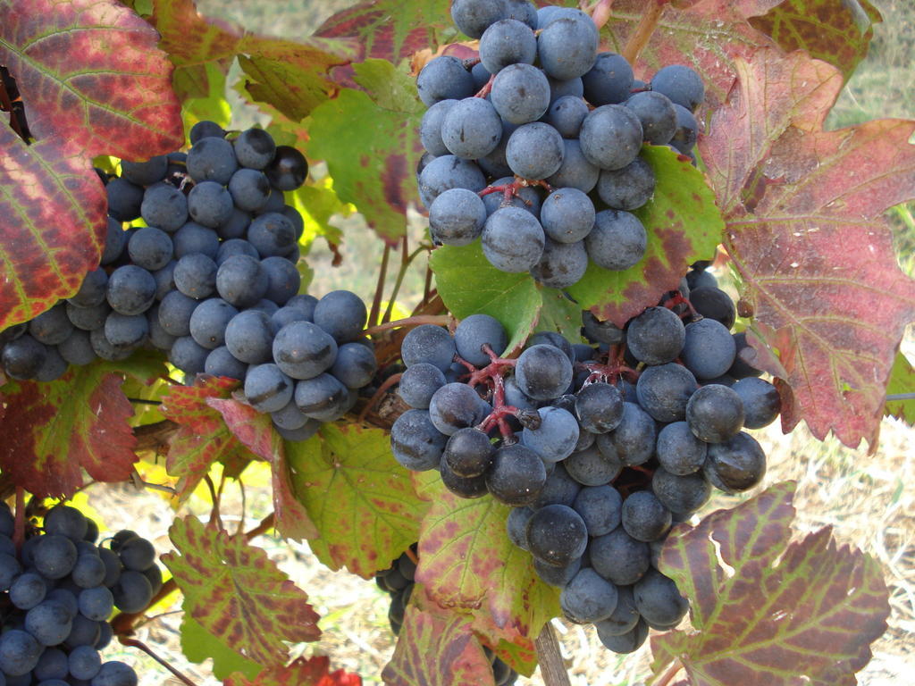 סנטו סטפאנו בלבו Agriturismo Cascina L'Arche מראה חיצוני תמונה